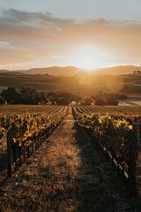 Obraz premium Vineyard Bathed in The Warm Glow of Golden Hour, With Rows of Grapevines Stretching Into The Distance And The Sun Setting Behind Rolling Hills, Generative AI