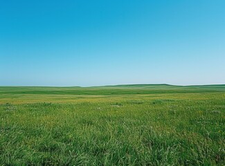 Fototapeta premium b'Grassland under blue sky'