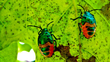 close-up view of a colony of plant-destroying beetles