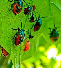 close-up view of a colony of plant-destroying beetles