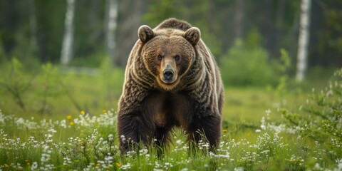 b'Large brown bear in a green field of flowers'