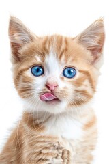 Humorous portrait of a white-red kitten with blue eyes licking its lips, studio photo