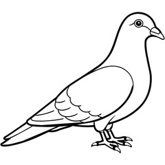 illustration of a pigeon
