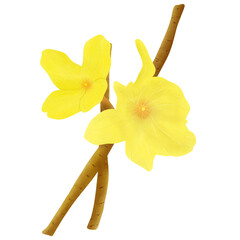 drawing plant of golden-bell, weeping forsythia, Forsythia suspensa, herb of traditional chinese medicine, hand drawn illustration Design.