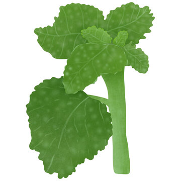 White Horehound.scientific name Marrubium vulgare,Illustration Design.