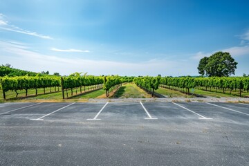 A serene countryside parking lot adjacent to a picturesque vineyard, with rows of grapevines in the...