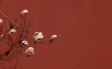 Blossom of Chinese magnolia against red wall. Beijing, China