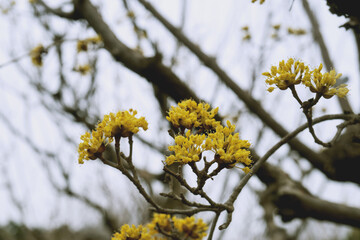 サンシュユ（Cornus officinalis）の黄色い花／ミズキ科・3月