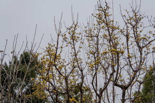 黄色い花が咲いたサンシュユ（Cornus officinalis）の木／ミズキ科・3月