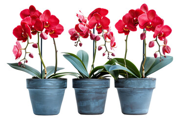  Three red orchids in pots isolated on a white background