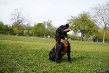 Black dog in the park 