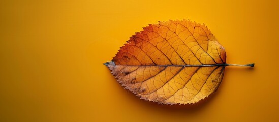 A vibrant green leaf is placed on a bright yellow surface, creating a striking contrast between the colors