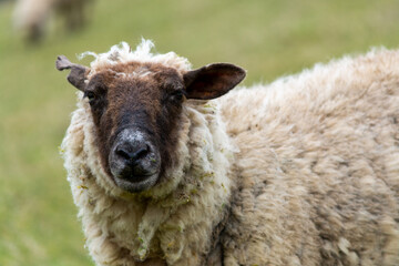  Oveja (Ovis aries)