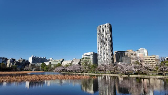 上野不忍池　桜　2024年