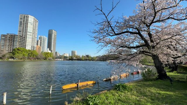 上野不忍池　桜　2024年