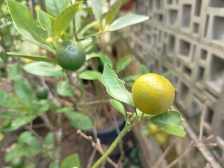 Obraz premium small lime fruit on tree