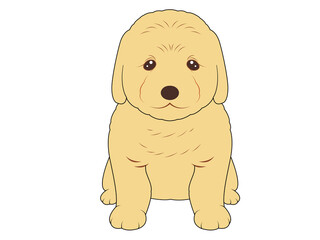 お座りするクリーム色ゴールデンレトリバーの子犬