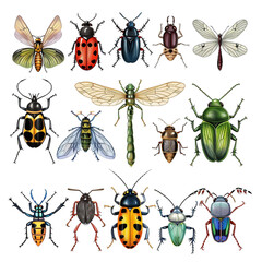 Insect Clipart Collection