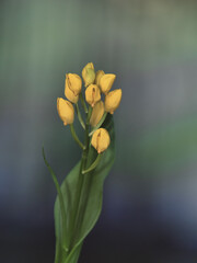 Tokyo, Japan - April 26, 2024: Closeup of flowers of Kinran or  Cephalanthera falcata 