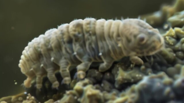 Even in its cryptobiotic state a tardigrades resilience is evident in this microscopic image as its body remains intact protected . AI generation.