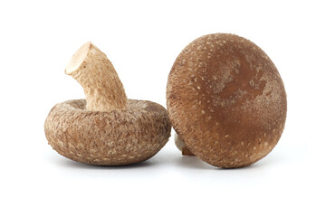 Fototapeta na wymiar Close up of shiitake mushrooms isolated on a white background