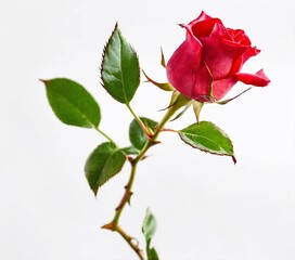 Red Rose Flower With Leaves Isolated on White Background. Generative Ai. Ai	