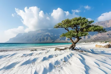 Foto op Plexiglas Socotra Island © Сергей Косилко