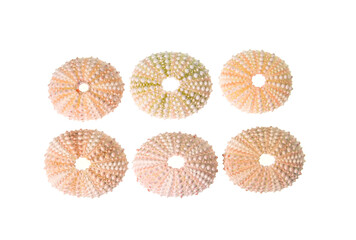 collection sea urchins shell isolated on white background