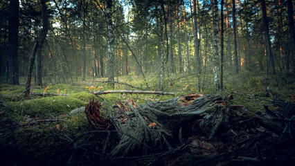 Mysterious morning forest. Old fallen trees in the forest.