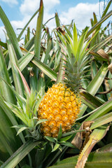 Pineapple fruit on the plantation farm