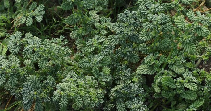 Coldenia procumbens. Nature background, concept.