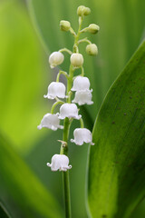 Lily of valley flower. White bell flower. Background close-up macro shot. Natural natural background with blooming lily of valley flowers. Mothers Day. Lily of valley blooms in the spring forest