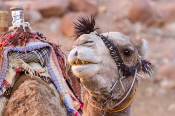 A camel sits in Petra, Jordan