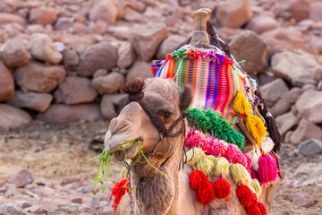 A camel eats grass while draped in traditional blankets.
