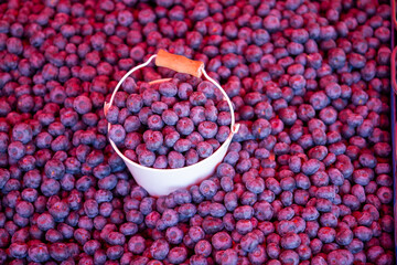 Bucket of fresh blueberries surrounded by blueberries