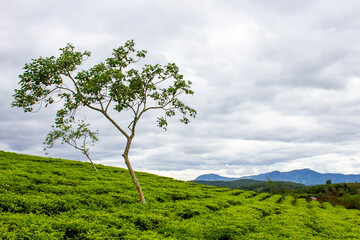 View Of Cau Dat Tea Plantation In Da Lat, Vietnam.