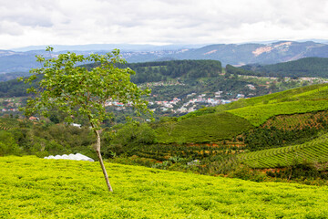 View Of Cau Dat Tea Plantation In Da Lat, Vietnam.