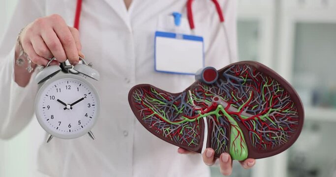 Doctor is holding anatomical model of liver and an alarm clock