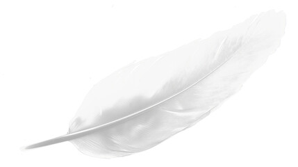 COLOR feather on a transparent background