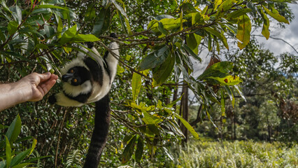 The charming black and white lemur vari is hanging on a tree, holding onto a branch with its paws. An animal reaches for a human hand holding a fruit. Fluffy fur, long tail, bright orange eyes. © Вера 