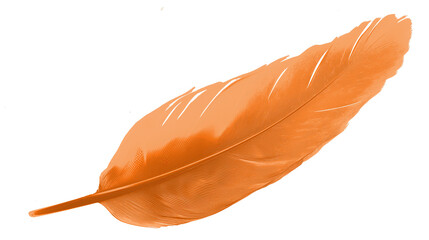 COLOR feather on a transparent background