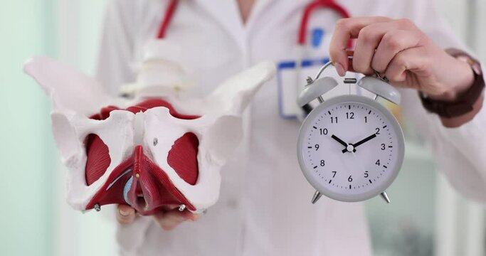 Anatomical model of female pelvis with alarm clock