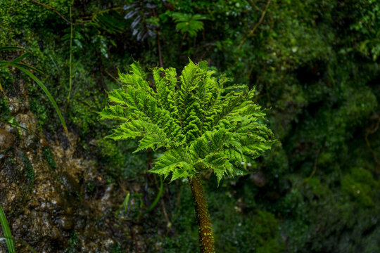 La nalca o pangue (Gunnera tinctoria) es una planta nativa, ornamental y comestible, que habita el sur de Chile.