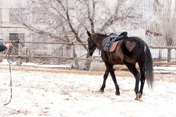 Horse with heart-shaped marking being lunged in snow.