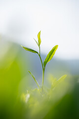 Spring tea buds close-up. Tea leaves in the sun. Tea garden tea leaves background. Spring tea.	