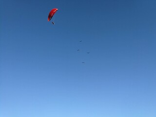 Voo de paraglider vermelho com pássaros no céu azul