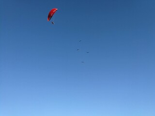 Voo de paraglider vermelho com pássaros no céu azul