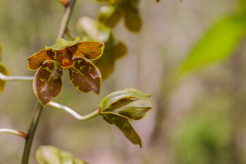 Close up of a borneo orchid in Botanic Park in Grand Cayman, Cayman Islands, Caribbean