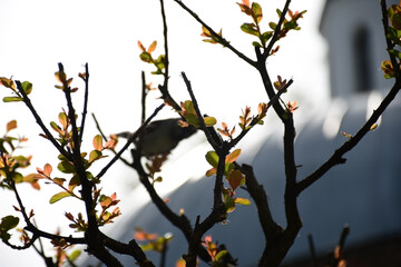 Subtle Beauty: Bird Out of Focus Behind Branch