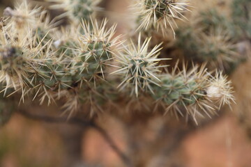 close up of a cactus, close up of cholla cactus, desert plant